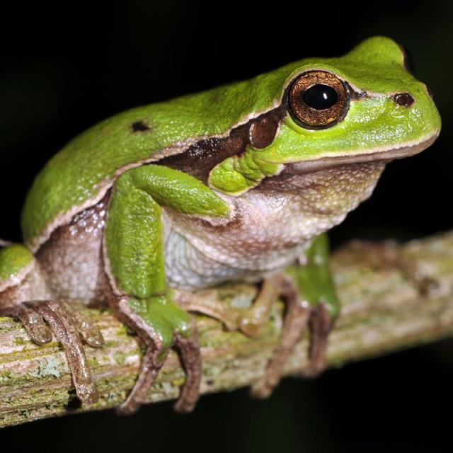 Europäischer Laubfrosch auf einem Ast