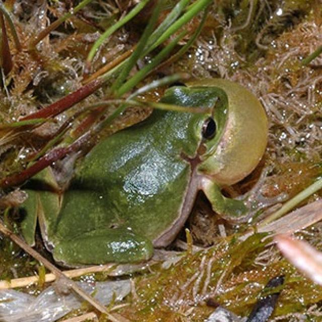 Rufendes Männchen des Europäischen Laubfrosches
