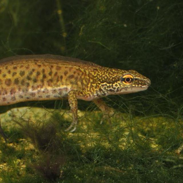 Mâle du triton palmé dans l'eau
