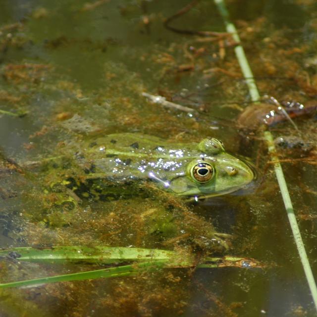 Teichfrosch schaut mit dem Kopf aus dem Wasser