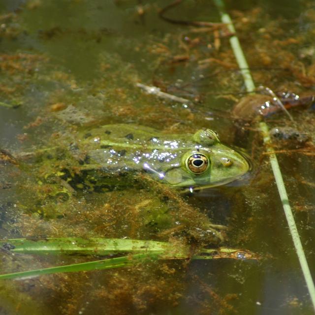 Grenouille verte, à la surface de l'eau&nbsp;