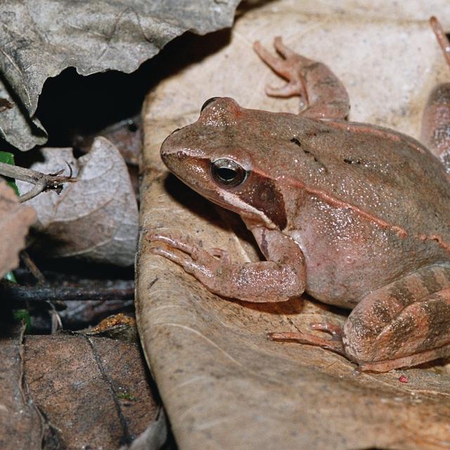 Italienischer Springfrosch auf einem Stein