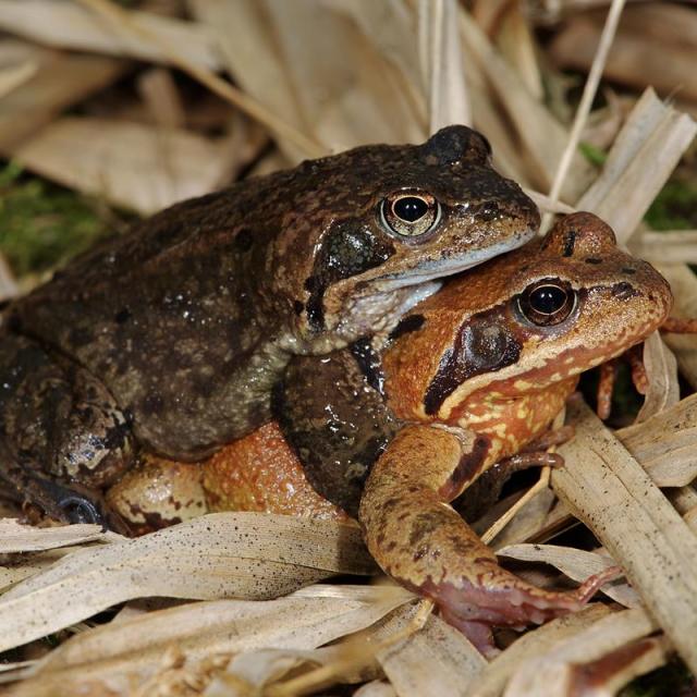 Couple de grenouilles rousses, le mâle s'accroche au dos de la femelle