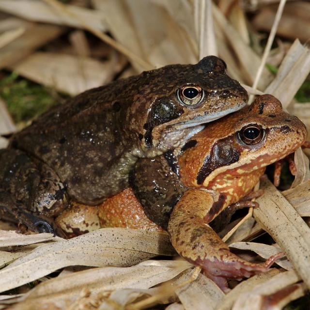 Grasfrosch-Paar, das Männchen klammert sich auf dem Rücken des Weibchens fest