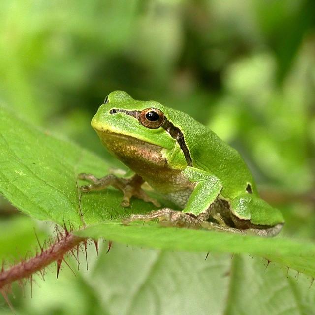 Italienischer Laubfrosch auf einem Brombeerblatt&nbsp;