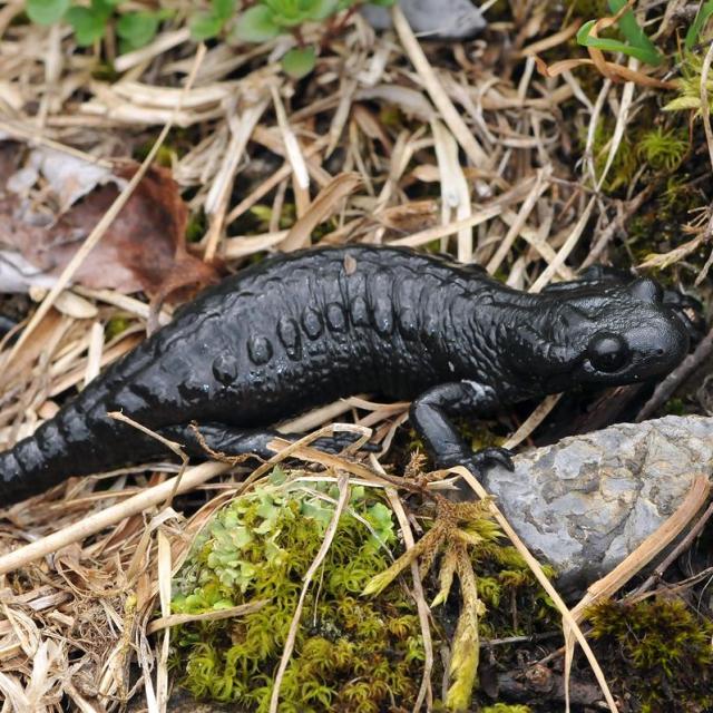 Alpensalamander kriecht über Stein
