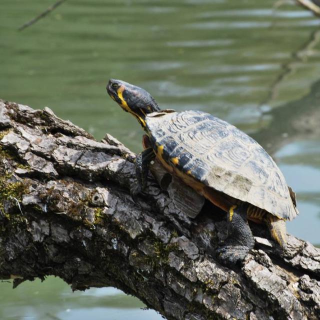 Schmuckschildkröte auf einem aus dem Wasser ragenden Baumstamm