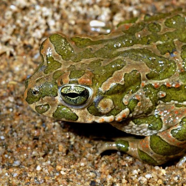 Crapaud vert