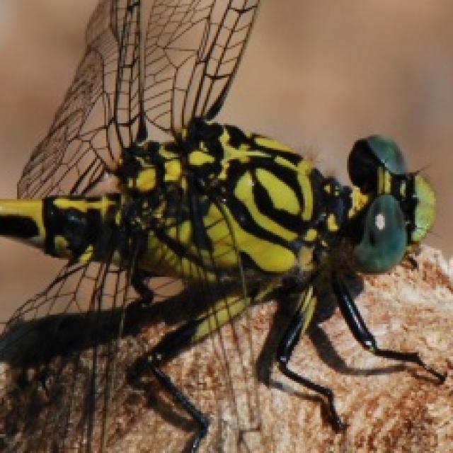 Odonaten der Schweiz Westliche Zangenlibelle - Onychogomphus  forcipatus unguiculatus 