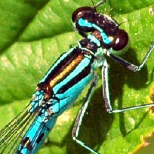 Odonaten der Schweiz Speer-Azurjungfer - Coenagrion  hastulatum