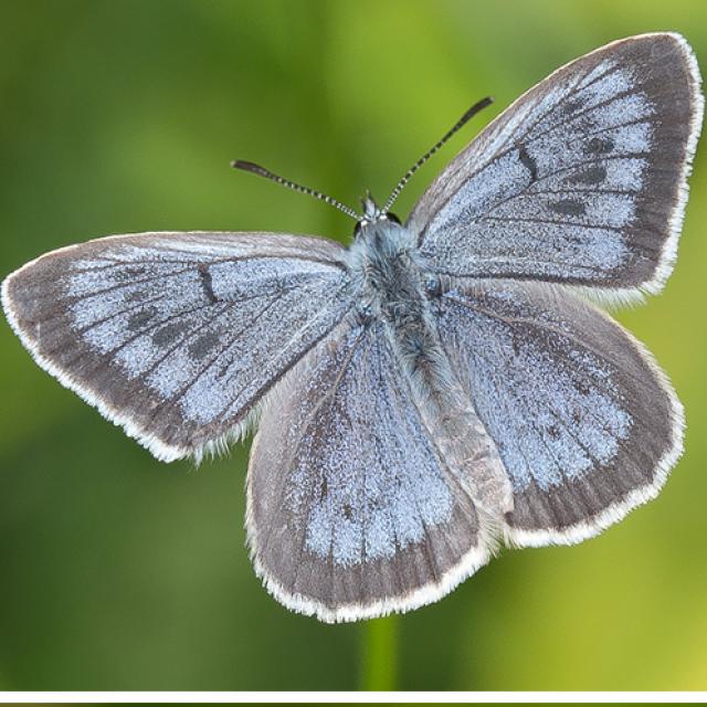 Tagfalter der Schweiz  Heller Wiesenknopf-Ameisenbläuling - Phengaris teleius