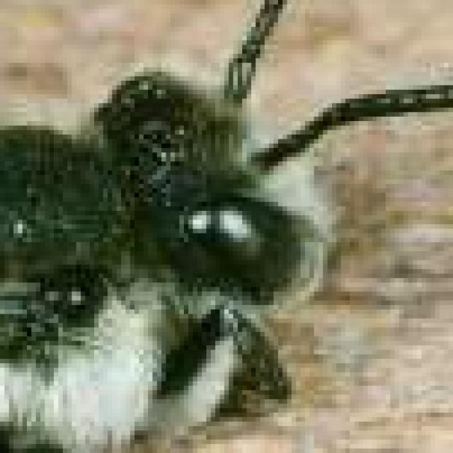 Wildbienen der Schweiz  - Coelioxys conicus
