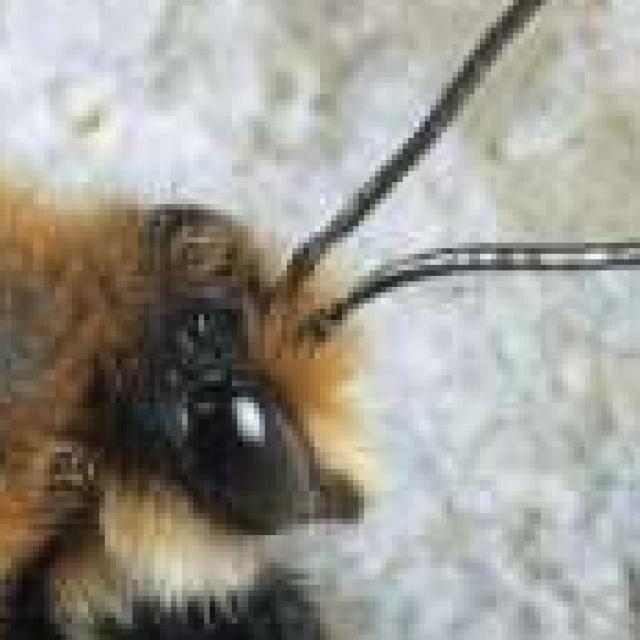Wildbienen der Schweiz  - Megachile parietina