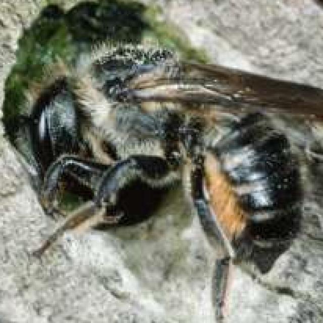 Wildbienen der Schweiz  - Megachile versicolor