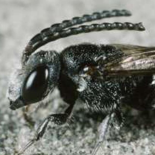 Wildbienen der Schweiz Buckel-Blutbiene - Sphecodes gibbus