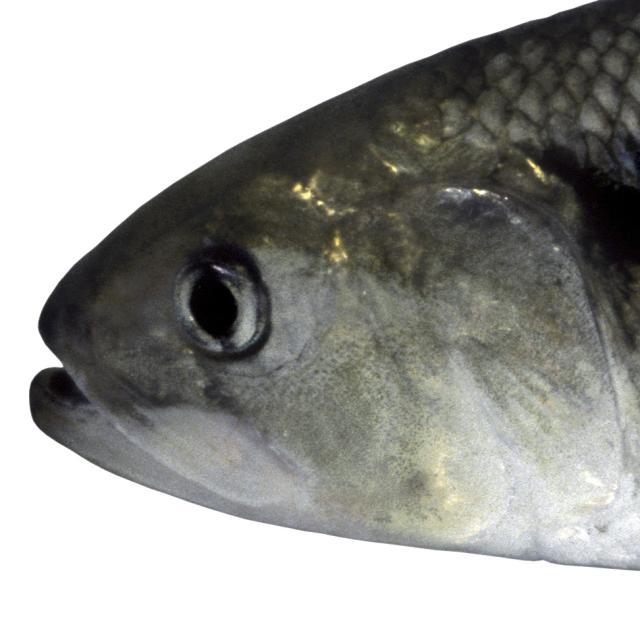 Fischen der Schweiz Finte  - Alosa fallax 