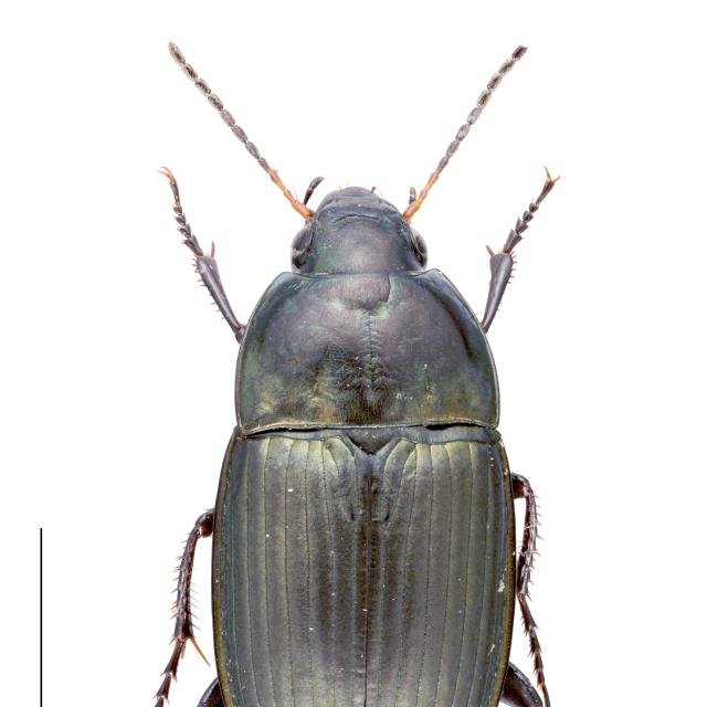   - Amara eurynota