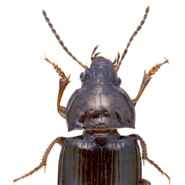   - Amara municipalis