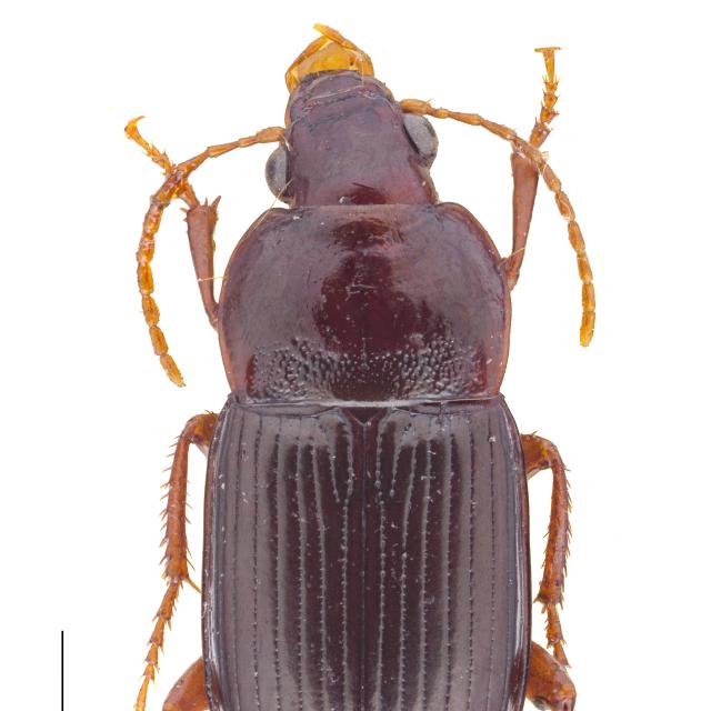   - Amara sabulosa