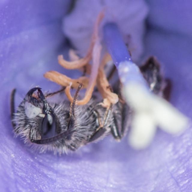 Wildbienen der Schweiz  - Andrena coitana