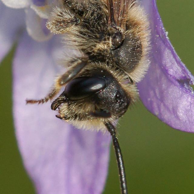 Wildbienen der Schweiz  - Andrena pandellei