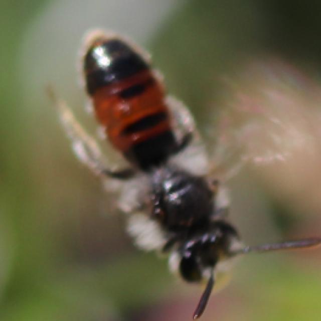 Wildbienen der Schweiz Rote Fingerkraut-Sandbiene - Andrena potentillae