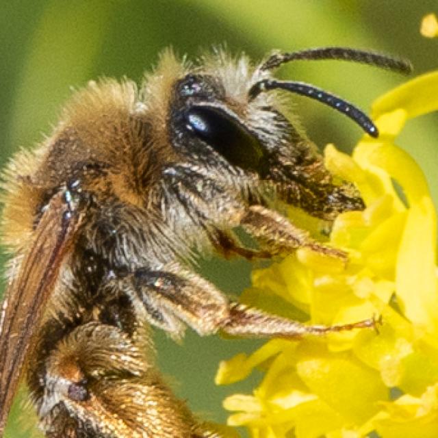 Wildbienen der Schweiz Felsstteppen-Sandbiene - Andrena ranunculorum