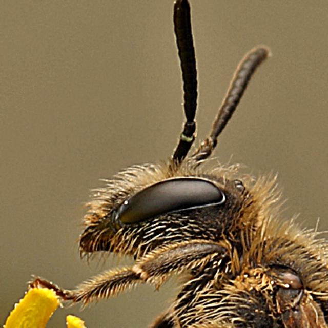 Wildbienen der Schweiz  - Andrena strohmella