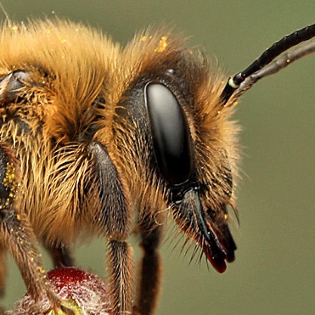 Wildbienen der Schweiz Atlantische Sandbiene - Andrena trimmerana