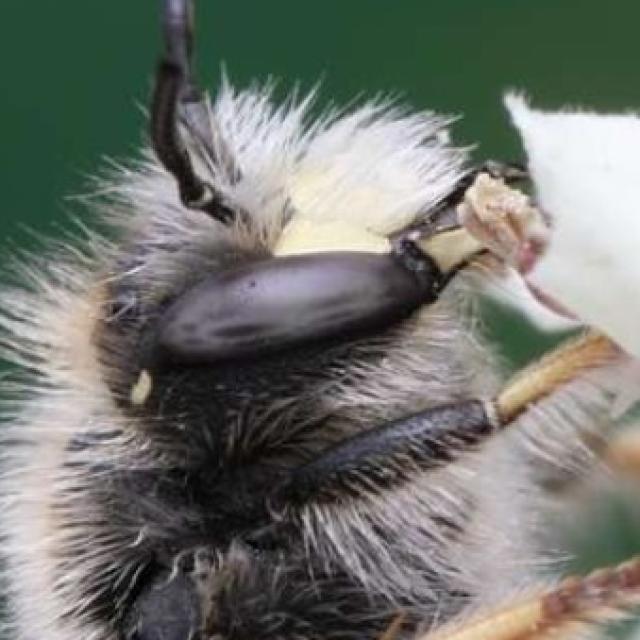 Wildbienen der Schweiz  - Anthidium montanum