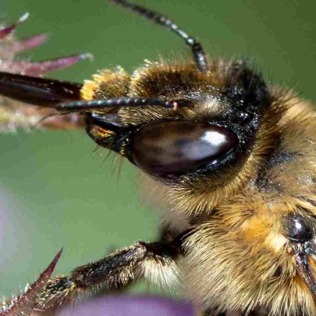 Wildbienen der Schweiz Waldpelzbiene - Anthophora furcata