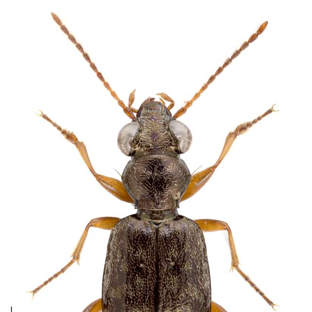   - Asaphidion austriacum