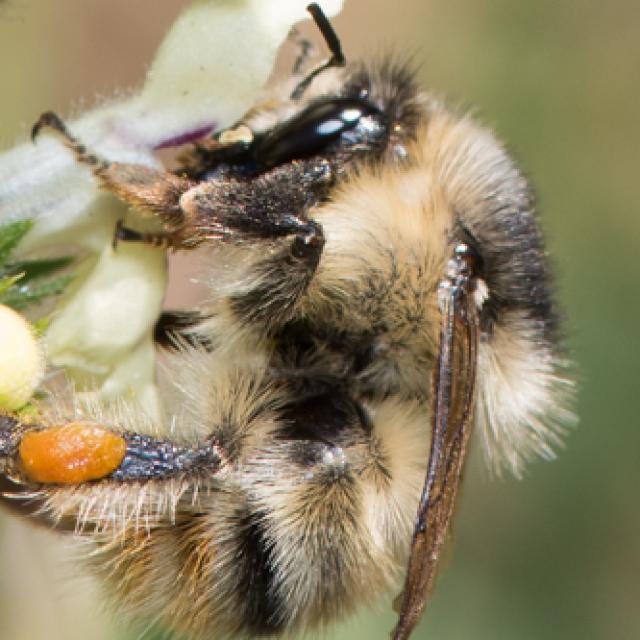 Wildbienen der Schweiz Bunte Hummel - Bombus sylvarum