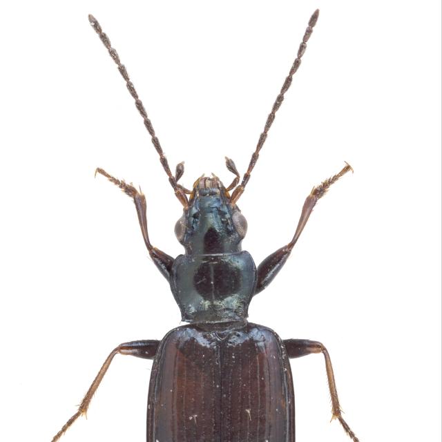   - Bembidion atrocaeruleum