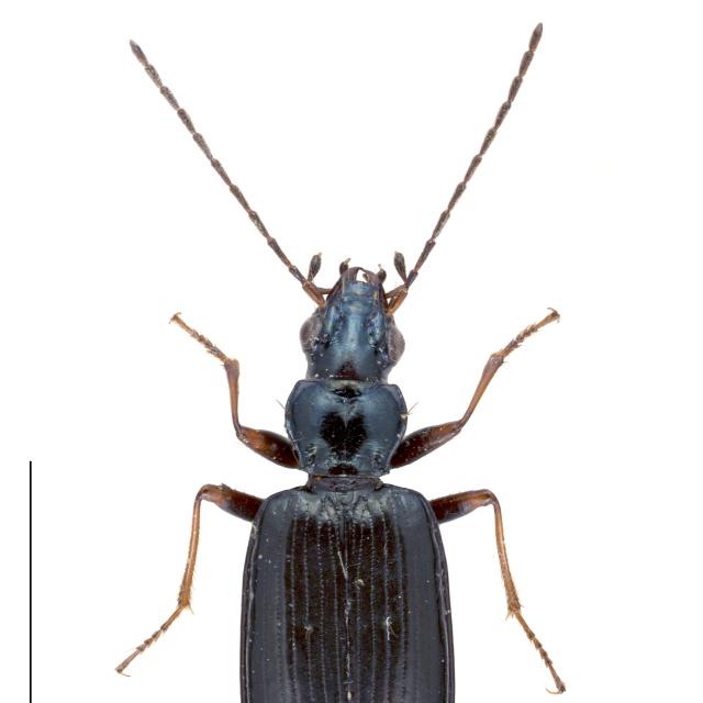   - Bembidion bugnioni bugnioni