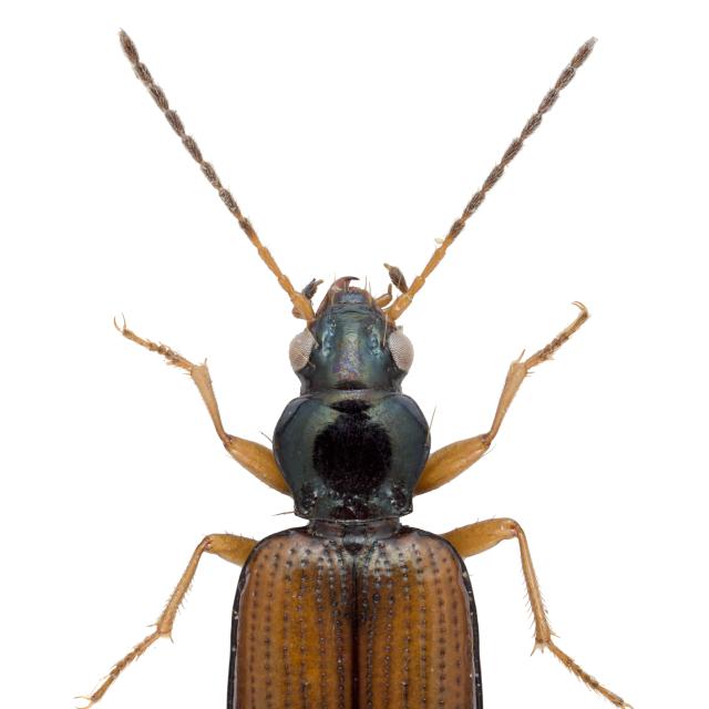   - Bembidion testaceum testaceum 