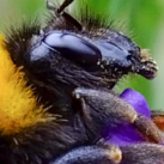 Wildbienen der Schweiz Gartenhummel - Bombus hortorum