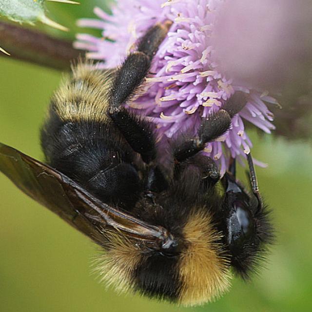 Wildbienen der Schweiz Feld-Kuckuckshummel - Bombus campestris