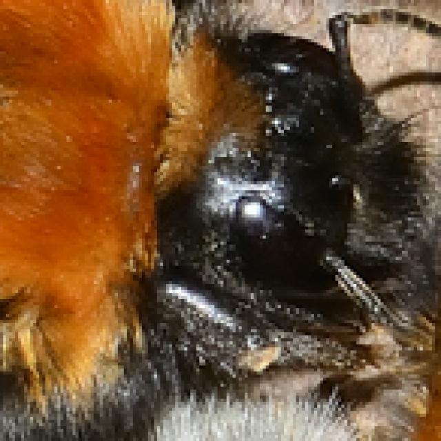 Wildbienen der Schweiz Baumhummel - Bombus hypnorum