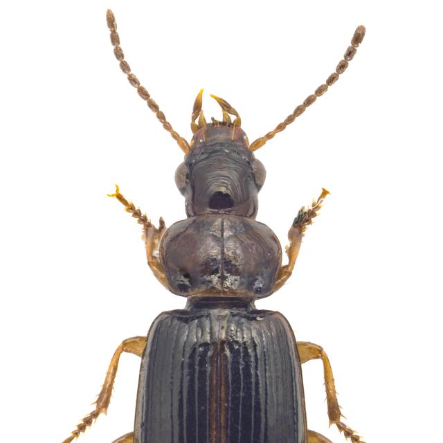  - Bradycellus ruficollis