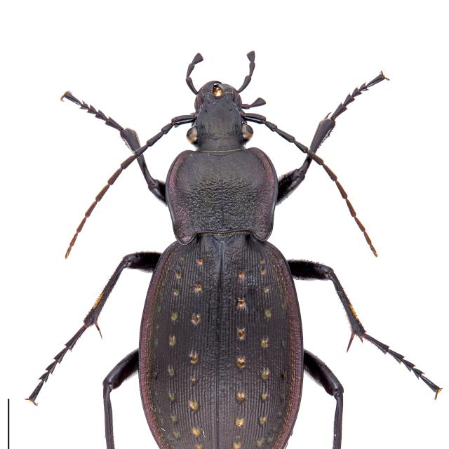   - Carabus hortensis hortensis