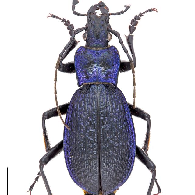   - Carabus intricatus intricatus