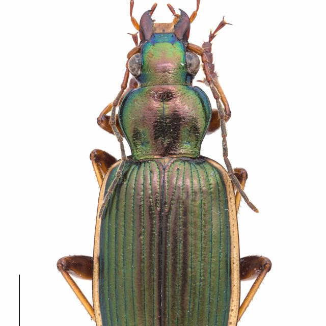   - Chlaenius spoliatus spoliatus