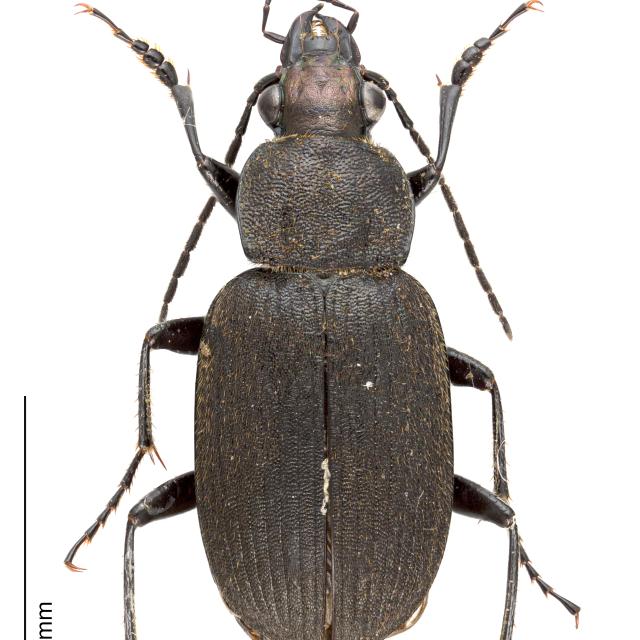   - Chlaenius tristis tristis