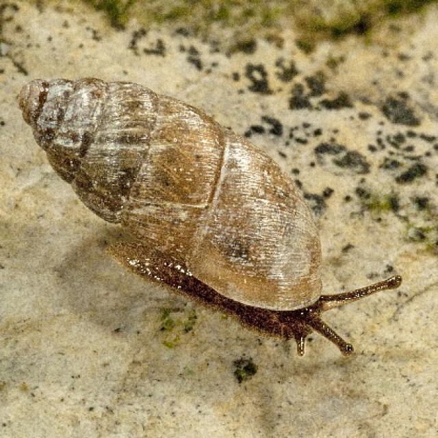 Mollusken der Schweiz Dreizähnige Turmschnecke - Chondrula  tridens 
