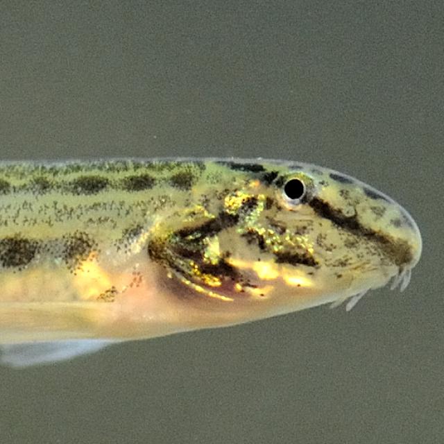 Fischen der Schweiz Dorngrundel  - Cobitis taenia 