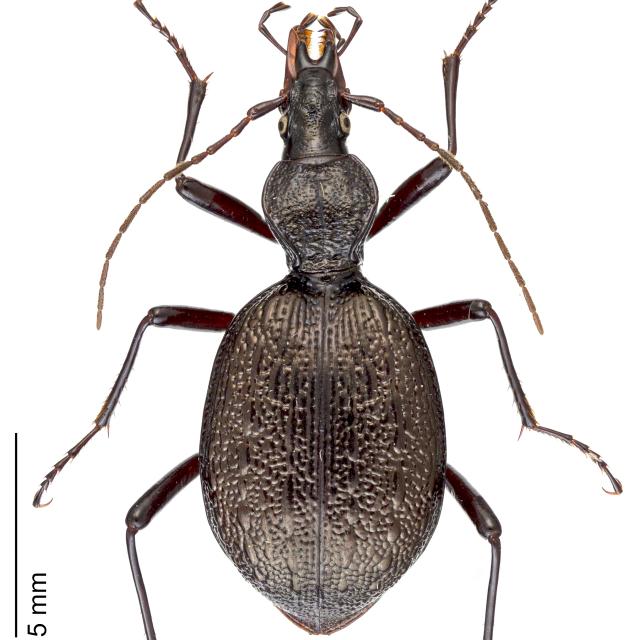   - Cychrus cordicollis