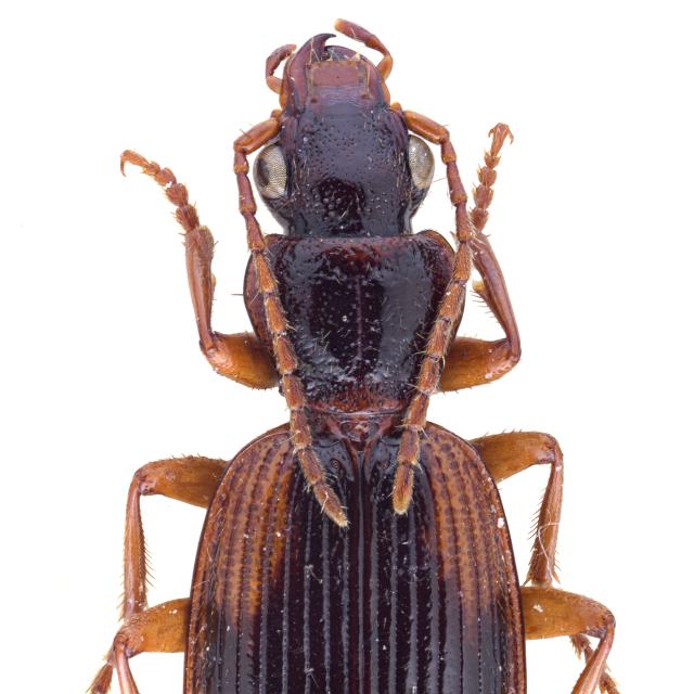   - Cymindis cingulata
