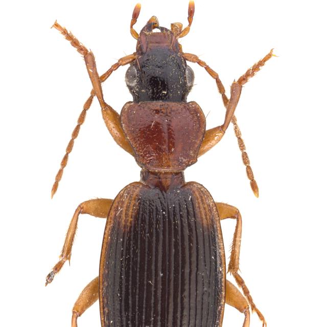   - Cymindis coadunata