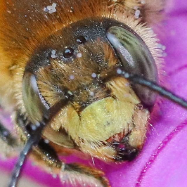 Wildbienen der Schweiz  - Trachusa byssina